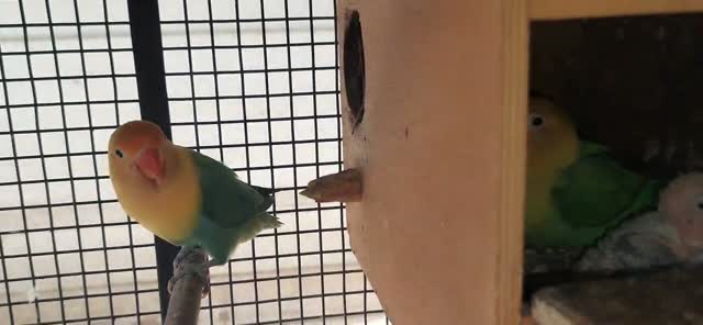 Guinea Pig Babies, farm video