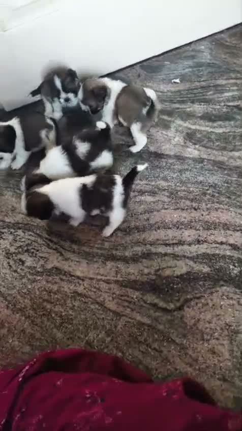 Shih Tzu | Black Color, farm video