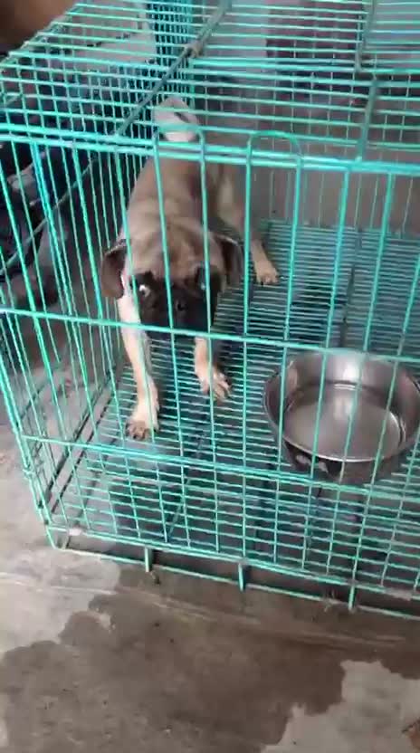 Pug Puppy, farm video