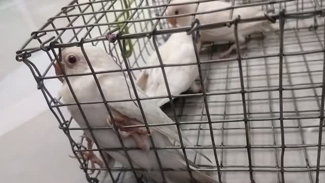 African Love Birds | Lutino, farm video