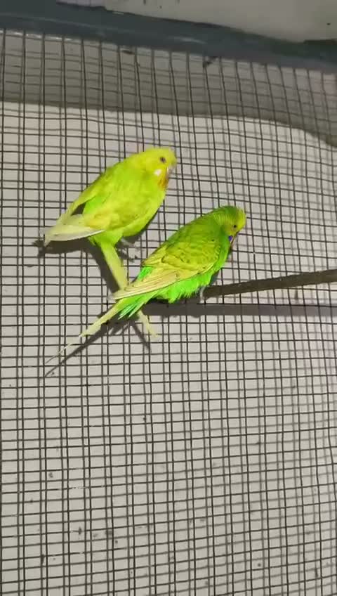 Budgies | Fallow, farm video