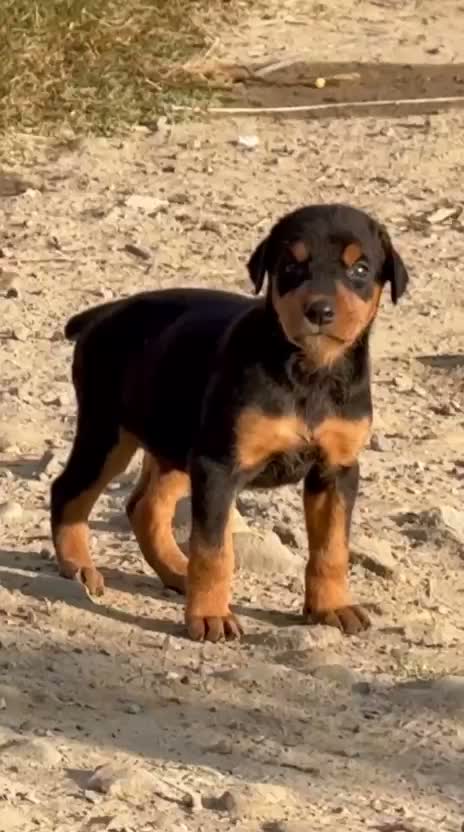 European Doberman Puppy | Black & Tan, farm video