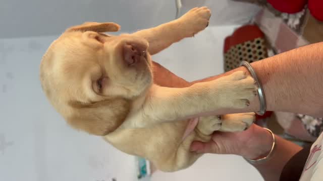 Beagle Black & Tan Puppy, farm video