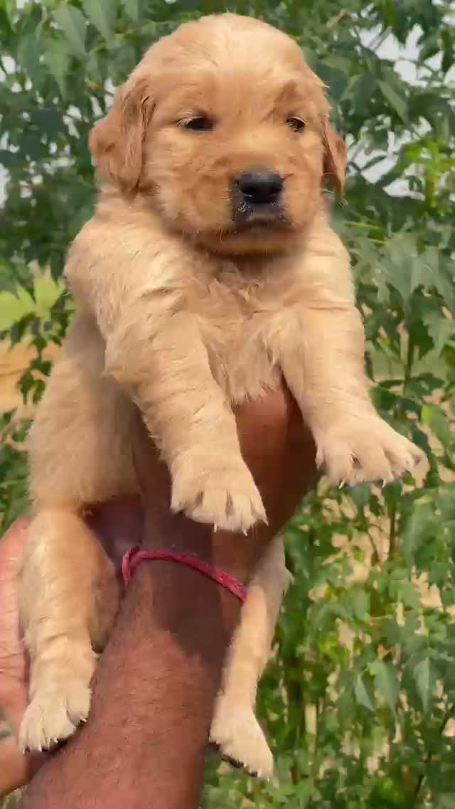 Dachshund Puppy | Brown & Tan, farm video