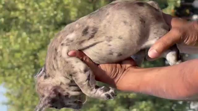 Dachshund Puppy | Brown & Tan, farm video