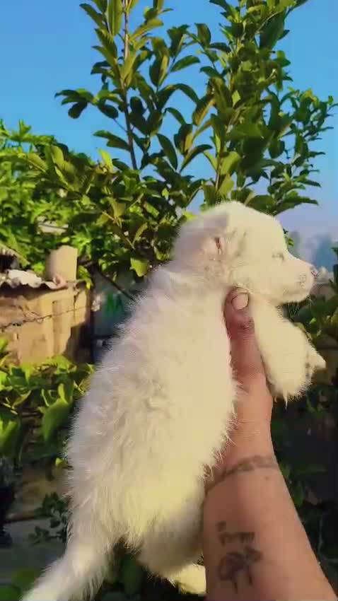 Culture Pom Puppy, farm video