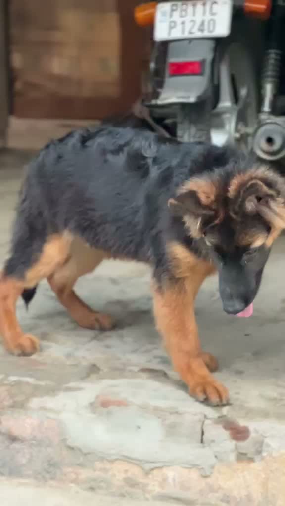 German Shepherd Puppy, farm video