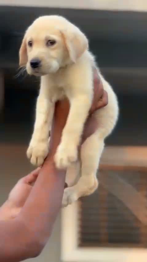 Beagle Black & Tan Puppy, farm video