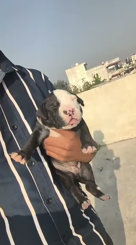 American Bully XXL Size Puppy, farm video