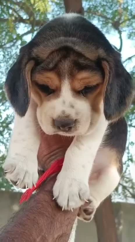 Beagle Black & Tan Puppy, farm video