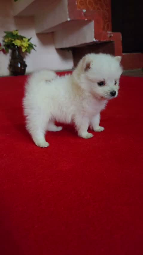 Culture Toy Pom Puppy | White, farm video