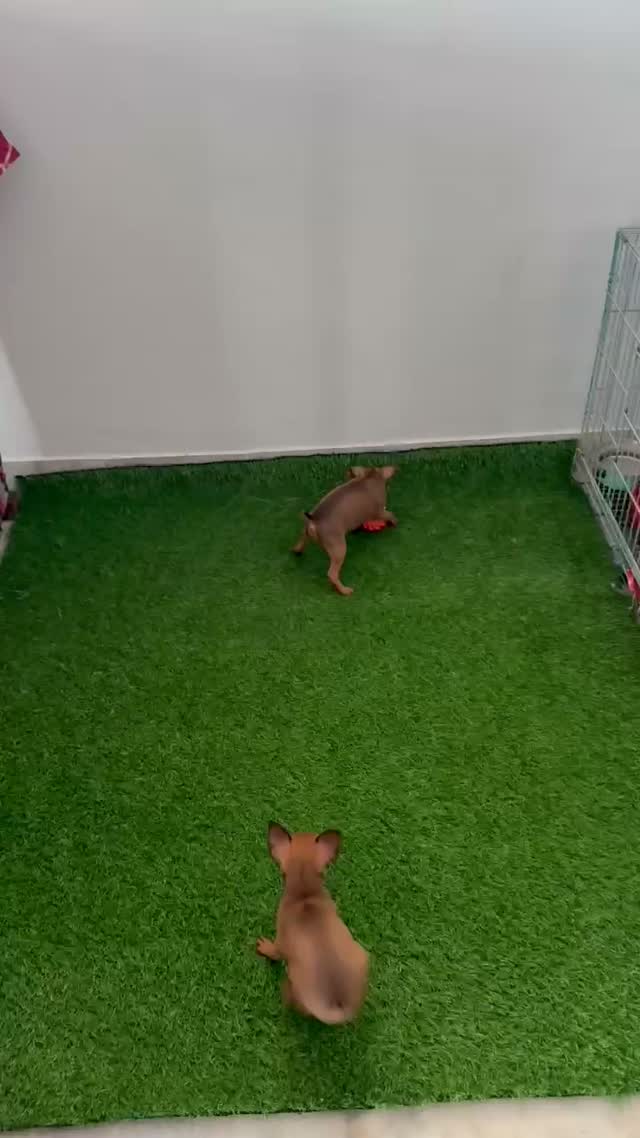 Miniature Pinscher Puppy | Brown & Tan, farm video