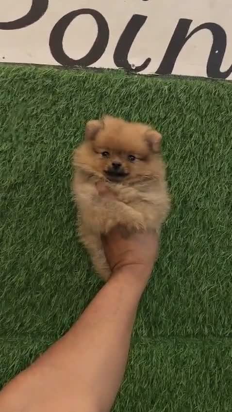 Culture Toy Pom Puppy | White, farm video