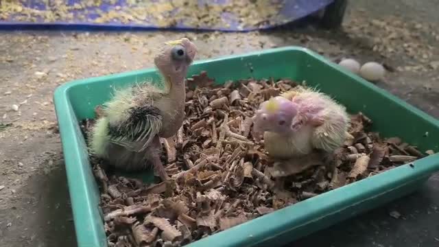 Cockatiel | Pied, farm video