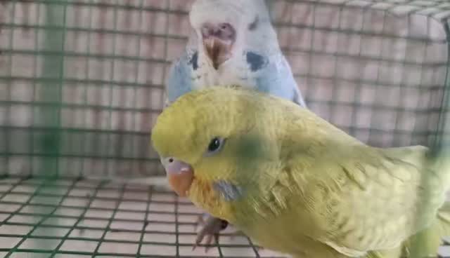 Holland Budgies, farm video