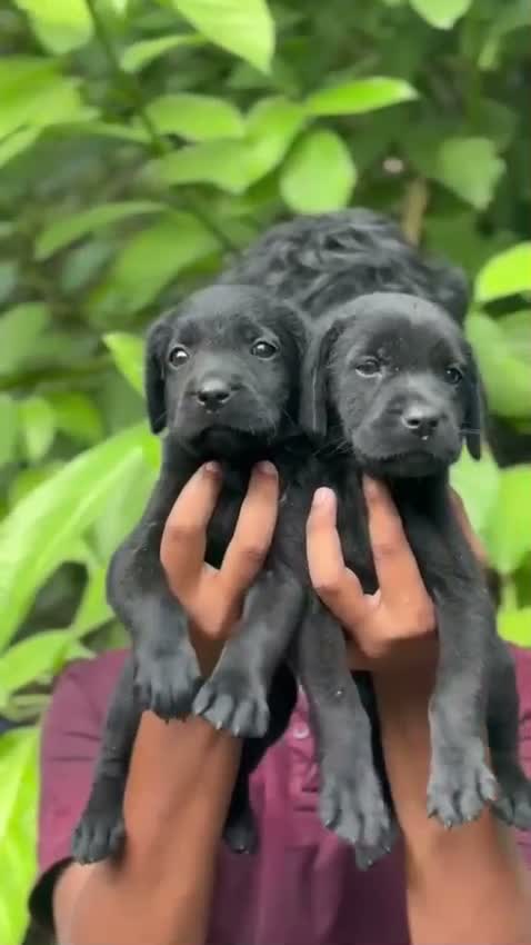 Beagle Black & Tan Puppy, farm video