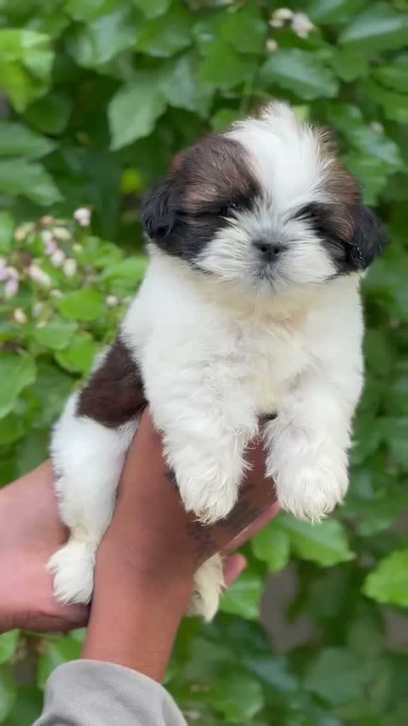 Shih Tzu | Black Color, farm video