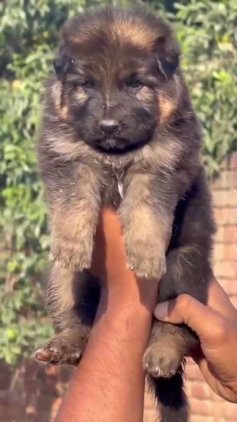 German Shepherd Puppy, farm video