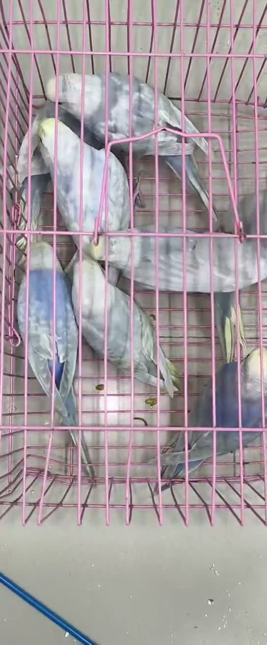 Budgies | Fallow, farm video