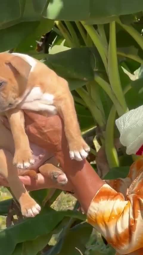 American Bully XL Size Puppy, farm video