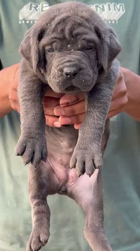 Cane Corso Puppy, farm video