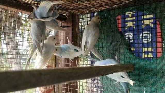 Budgies | Fallow, farm video