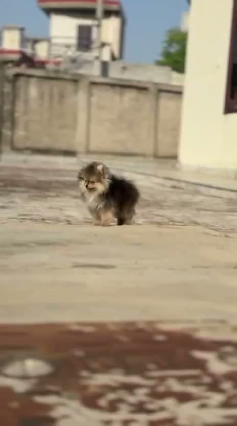 Pomeranian Puppy, farm video