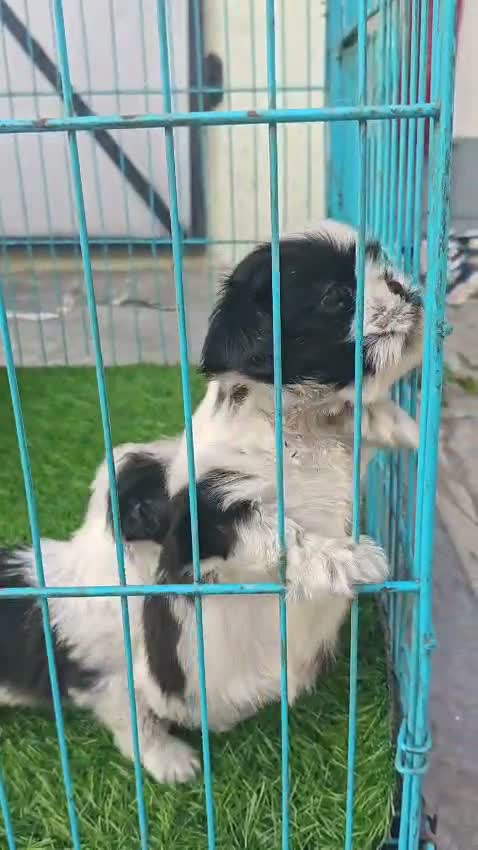 Shih Tzu | Black Color, farm video