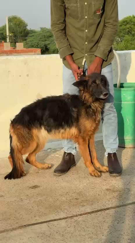 German Shepherd Puppy, farm video
