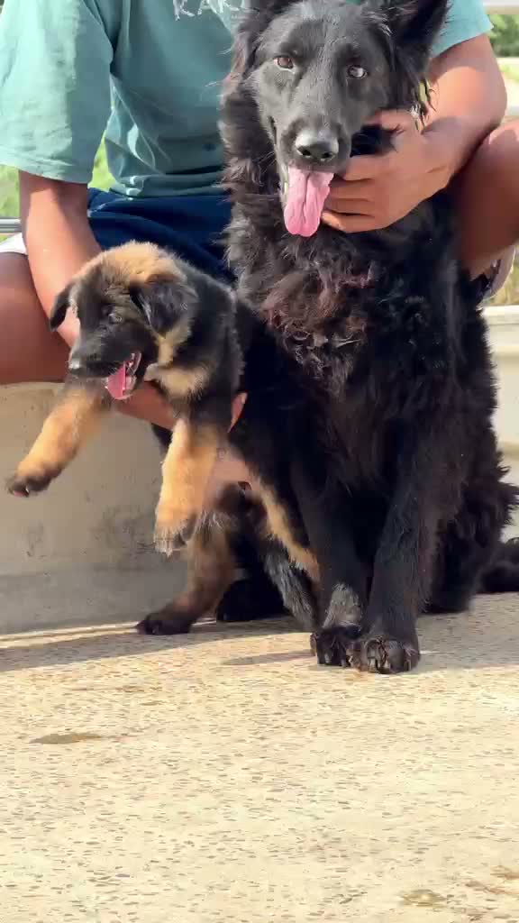 German Shepherd Puppy, farm video