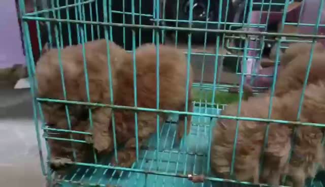 Standard Poodle Puppy | White, farm video