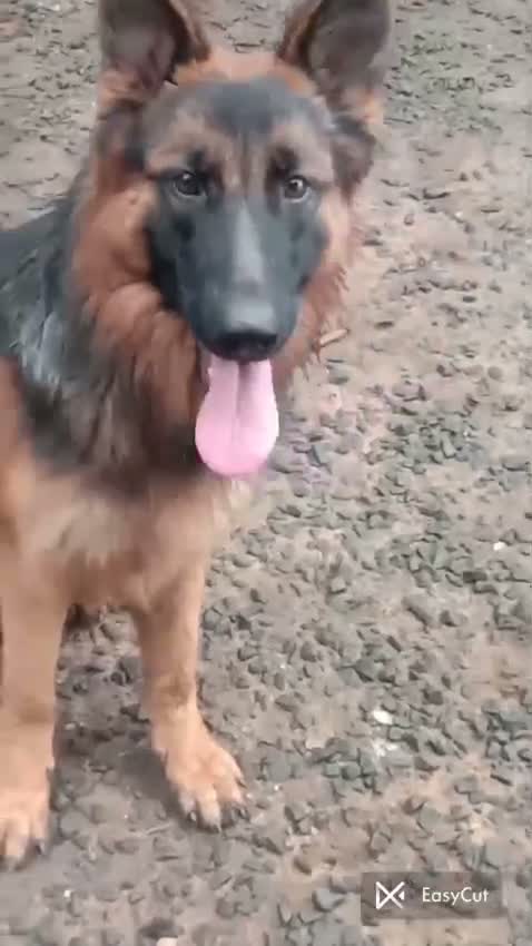 German Shepherd Puppy, farm video