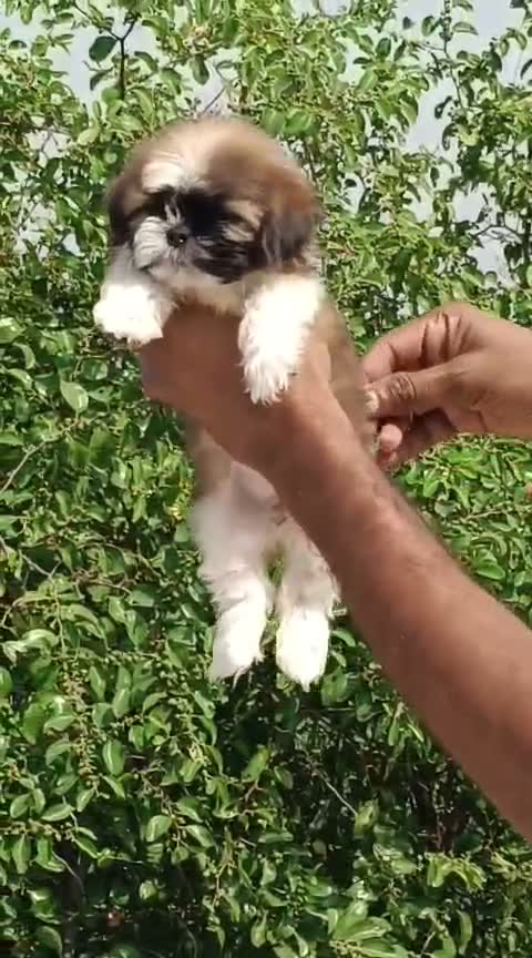 Dachshund Puppy | Brown & Tan, farm video