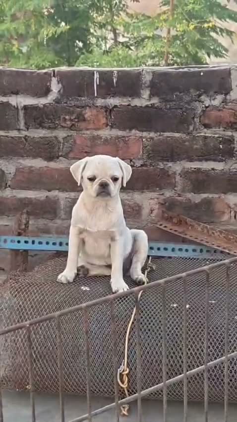 Pug Puppy, farm video