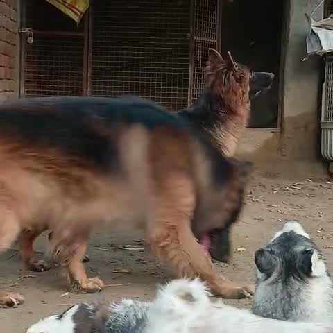 German Shepherd Puppy, farm video