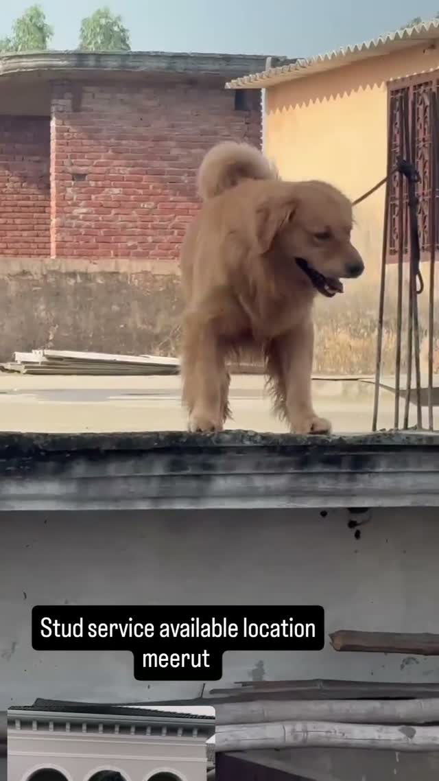 Golden Retriever, farm video