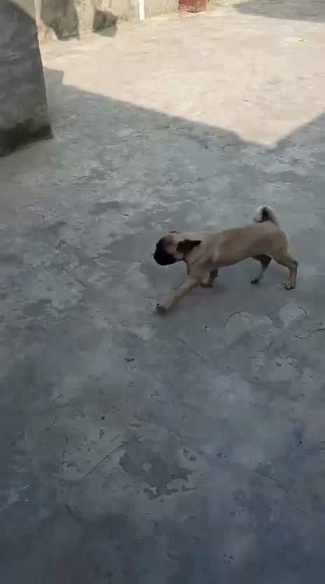 Pug Puppy, farm video