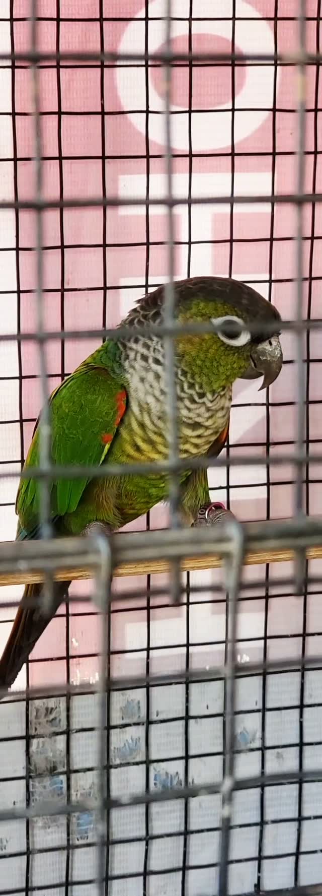 Pineapple Headed Conure, farm video