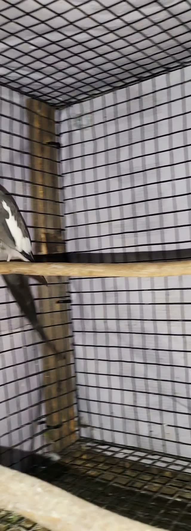 Cockatiel | Pied, farm video