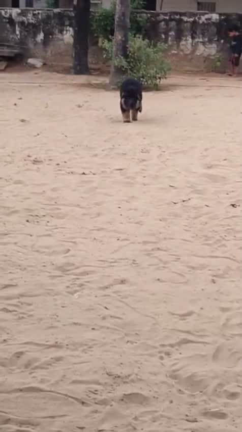 German Shepherd Puppy, farm video