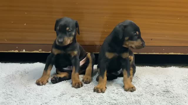 Doberman Pinscher Puppy, farm video