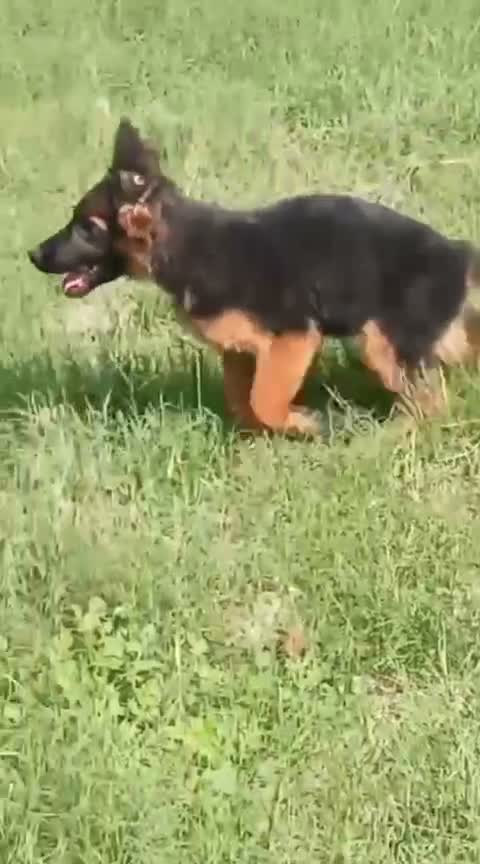 German Shepherd Puppy, farm video