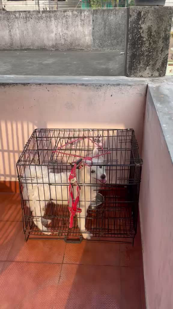 Culture Pom Puppy, farm video