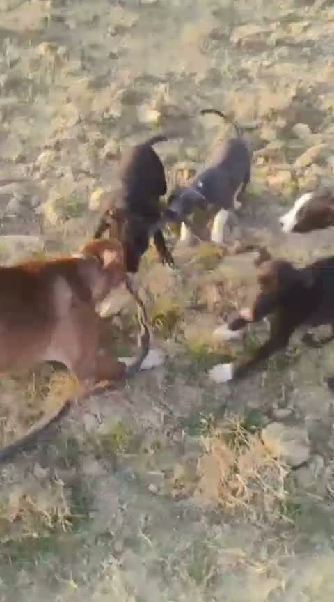 Dachshund Puppy | Brown, farm video