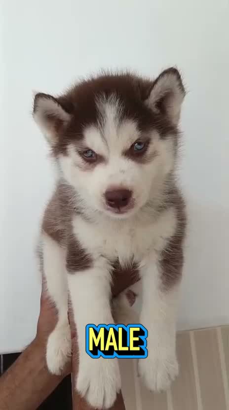 Siberian Husky Puppy | Black & White Color, farm video