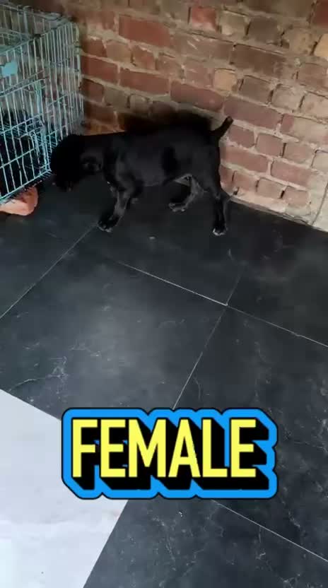 Cane Corso Puppy | Brindle, farm video