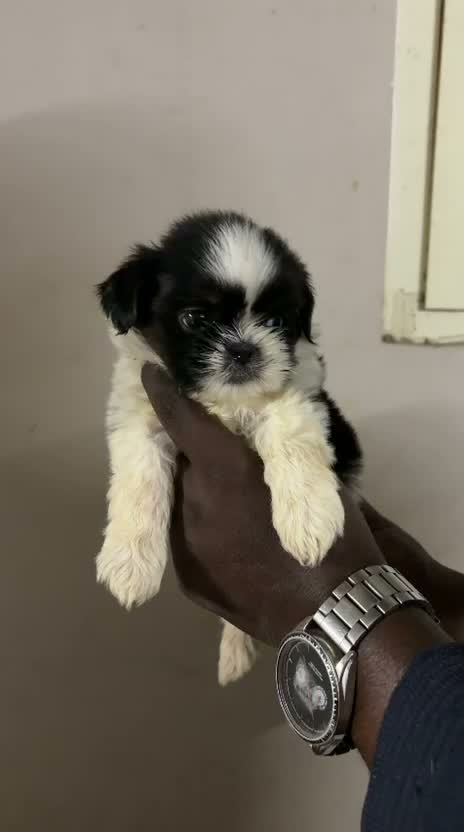 Shih Tzu | Black Color, farm video