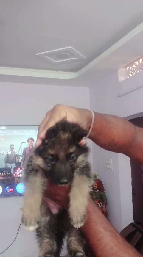 German Shepherd Puppy, farm video