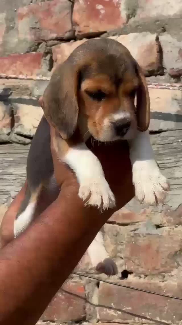 Beagle Black & Tan Puppy, farm video
