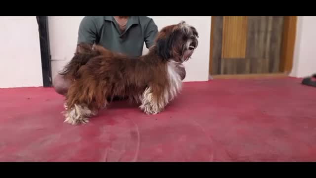Shih Tzu | Black Color, farm video